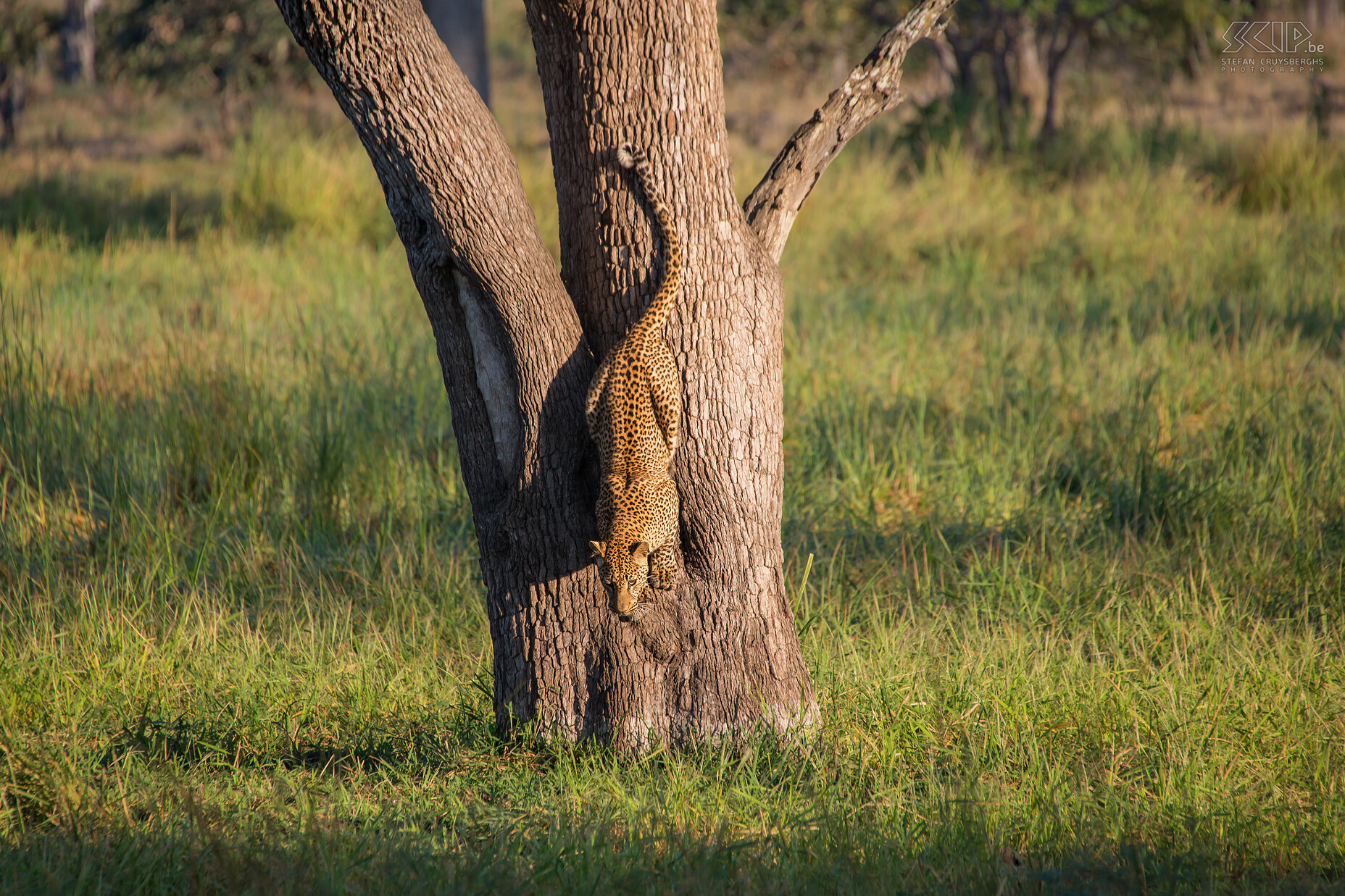 South Luangwa - Luipaard in boom Het luipaard springt terug uit de boom. De Afrikaanse bush ervaring is echt magisch en uniek in South Luangwa en de kans op het zien van luipaarden is er zeer groot. Stefan Cruysberghs